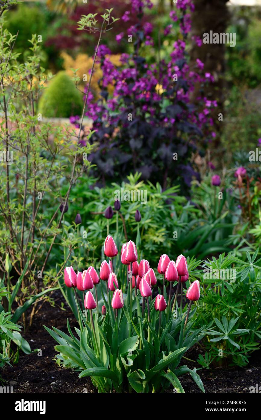 tulipa private eyes,tulip private eye,,Lunaria annua chedglow,annual ...
