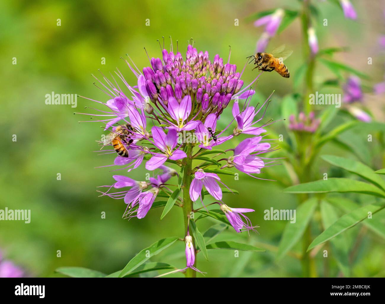 A blooming Spider Plant in early Summer being visited by two honeybees