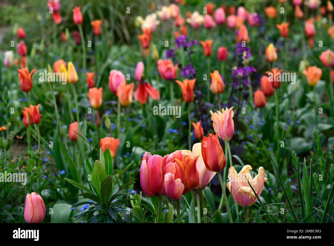 tulipa blushing lady,tulipa ballerina,tulipa pink impression,tulipa