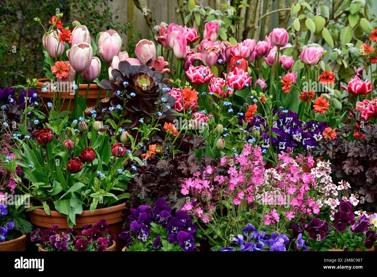 mixed pots of tulips,mixed containers filled with tulips,spring container planting scheme,spring