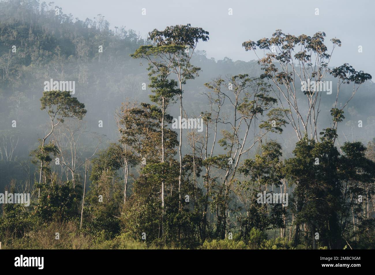 Lush vegetation dense trees forest hi-res stock photography and images ...