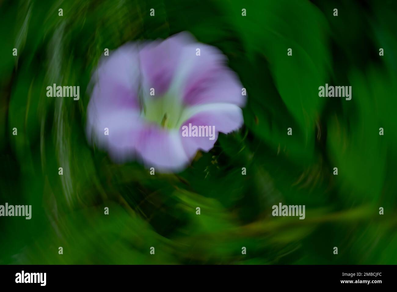 Morning glory abstract background blues and green Stock Photo