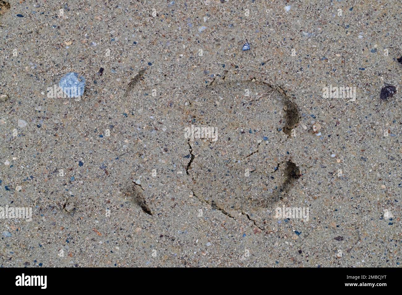 Reindeer (Rangifer tarandus tarandus) footprint in sand showing cloven hooves / toes and dewclaws Stock Photo