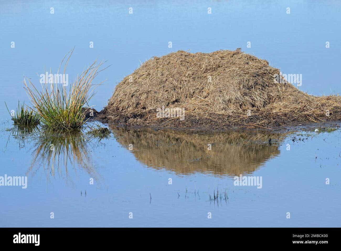 Muskrat (Ondatra zibethicus) lodge, nest build from reed and other vegetation in marshland / wetland / swamp Stock Photo