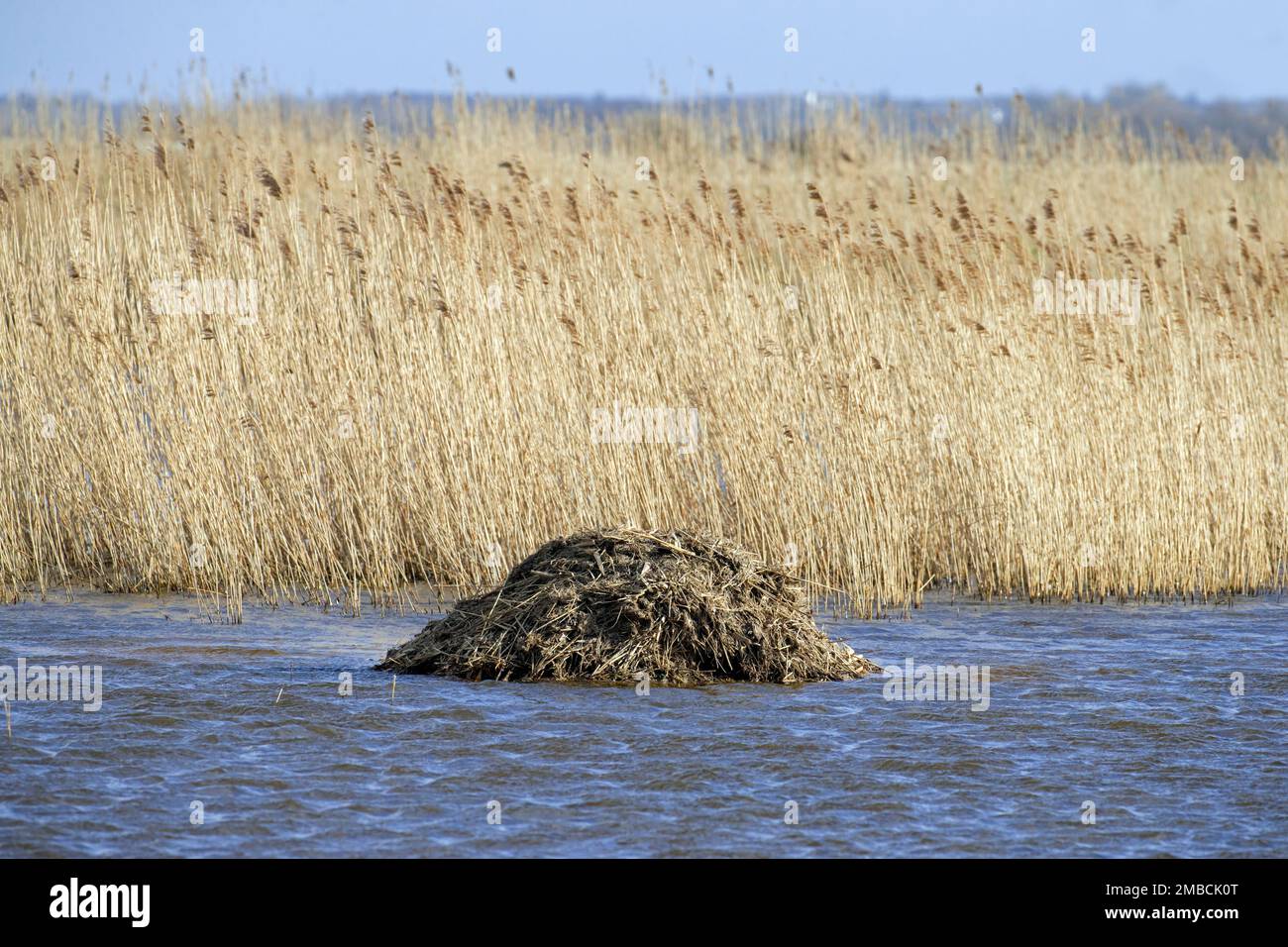 Muskrat (Ondatra zibethicus) lodge, nest build from reed and other vegetation in marshland / wetland / swamp Stock Photo