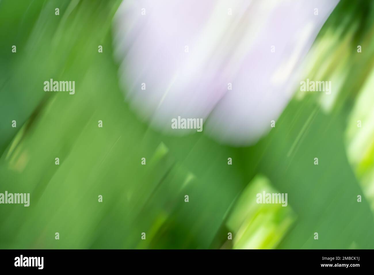 Morning glory impressionist abstract background blues and green Stock Photo