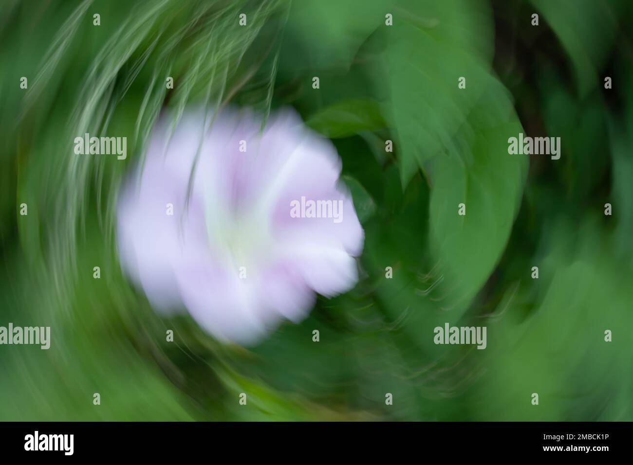 Morning glory impressionist abstract background blues and green Stock Photo