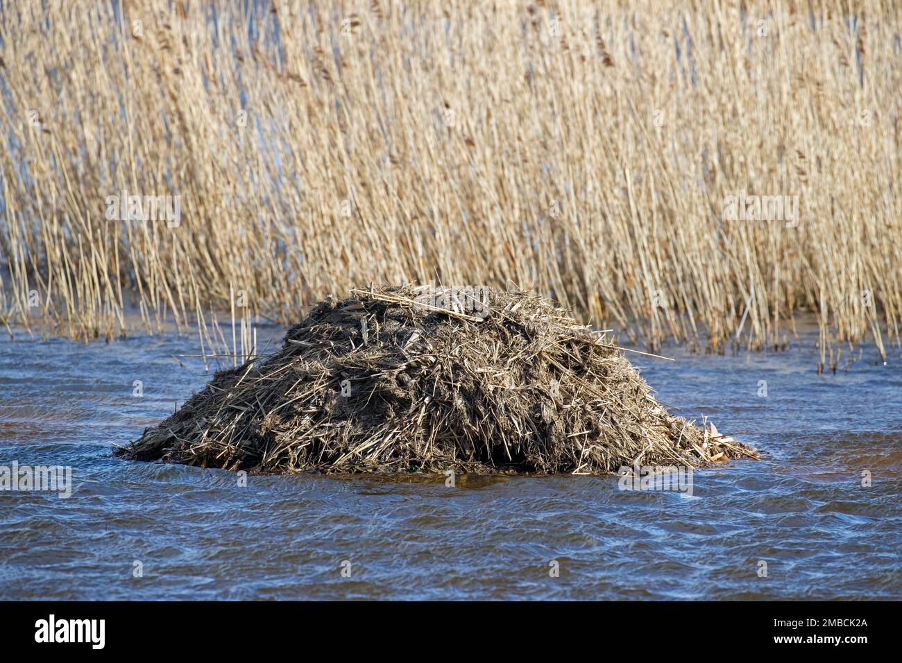 Muskrat (Ondatra zibethicus) lodge, nest build from reed and other vegetation in marshland / wetland / swamp Stock Photo
