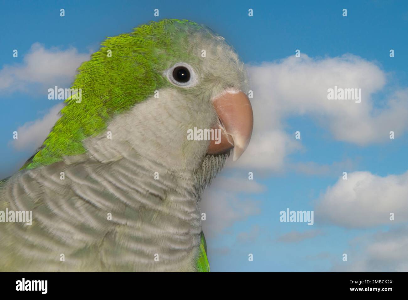 Close-up of a Quaker Parrot Stock Photo