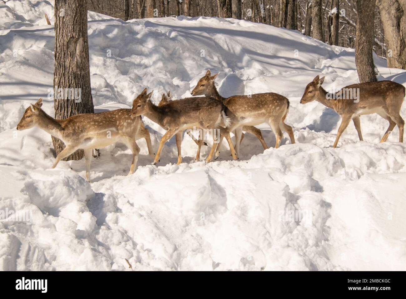 Fallow Deer on the move Stock Photo Alamy