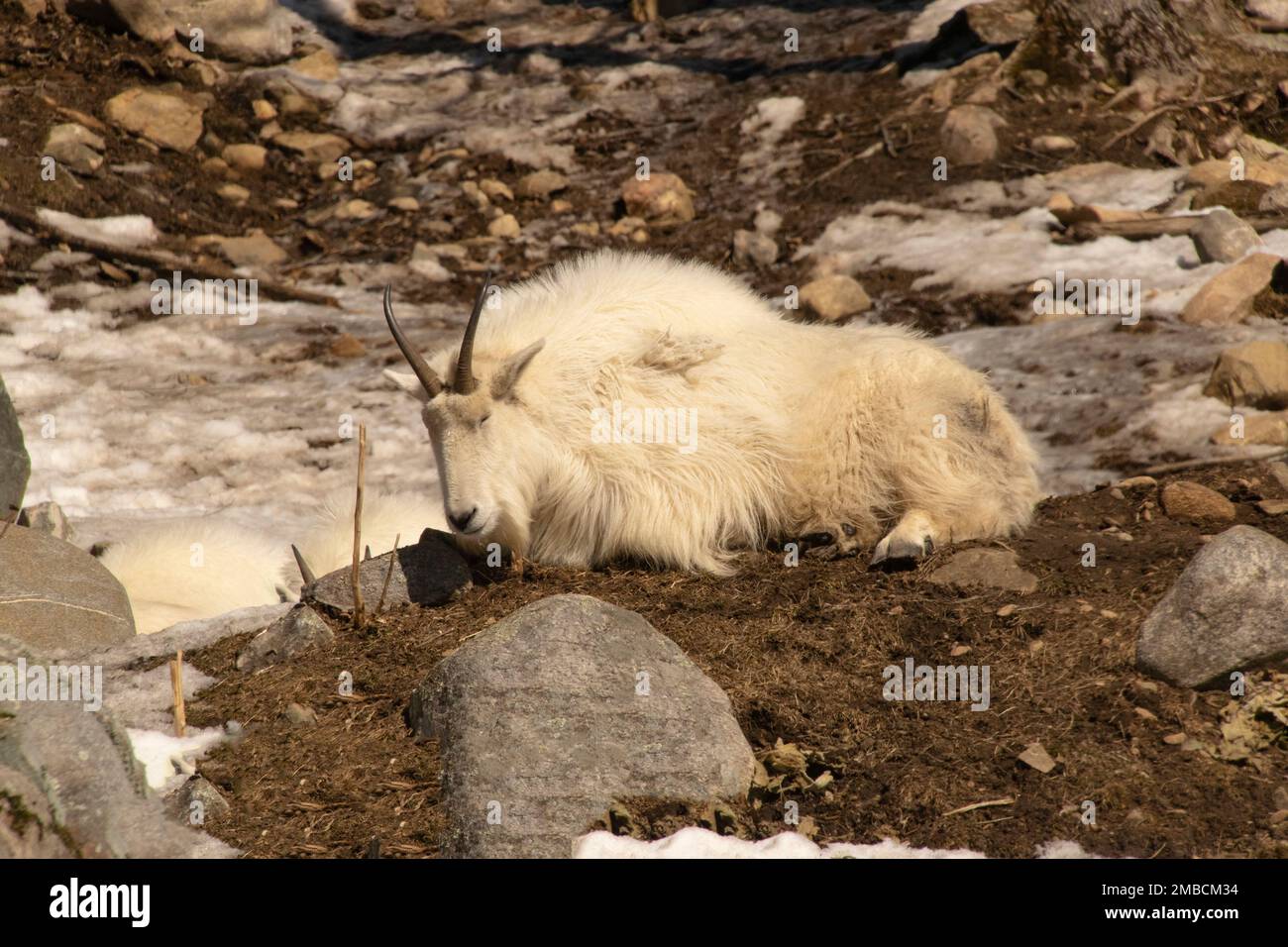 A Rocky Mountain Goat. Stock Photo