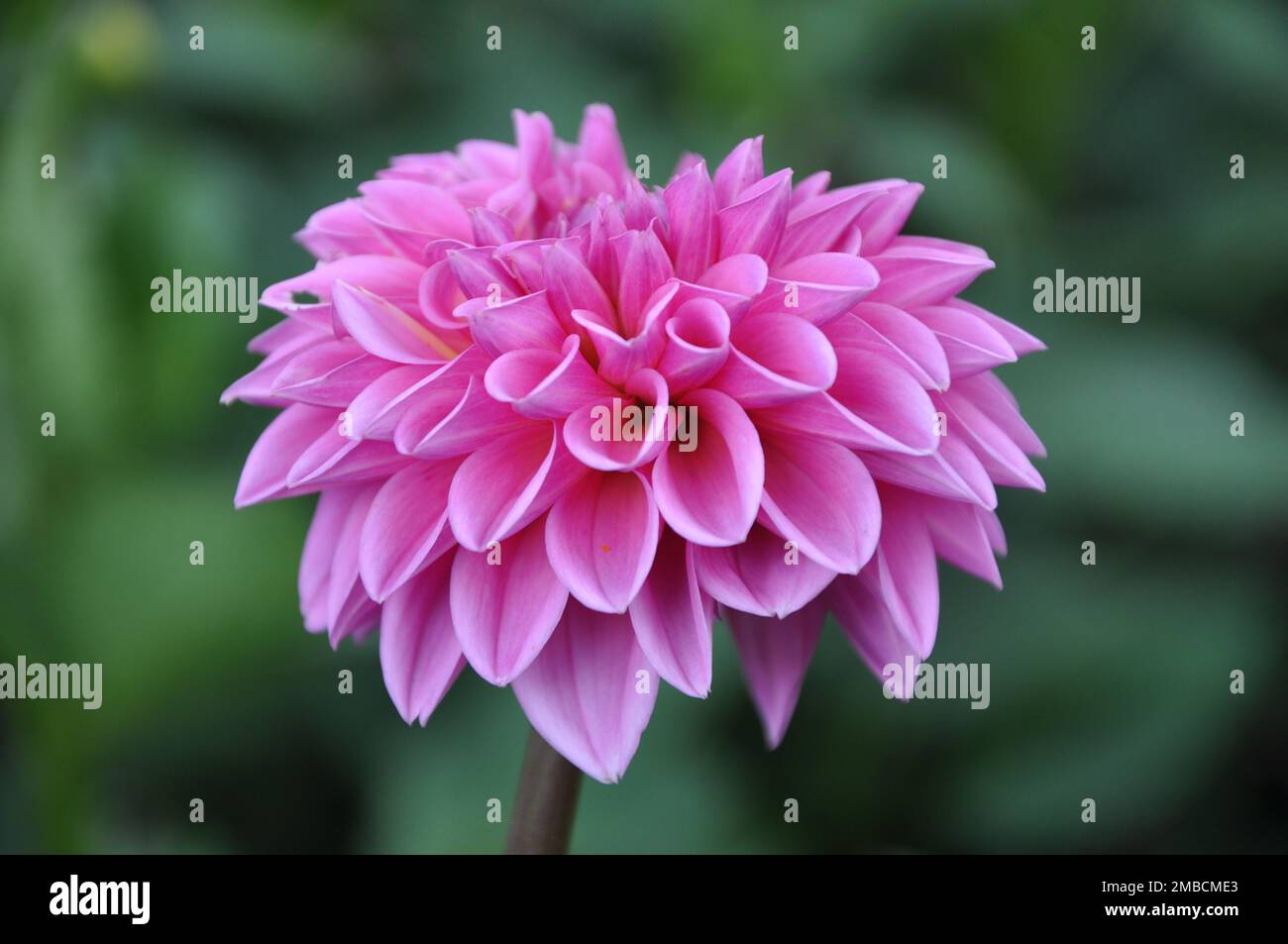 Beautiful pink dahlia flower in the botanical garden close up. Bright pink blooming Dahlia Flower. Close-up of a pink Dahlia (Asteraceae) Stock Photo