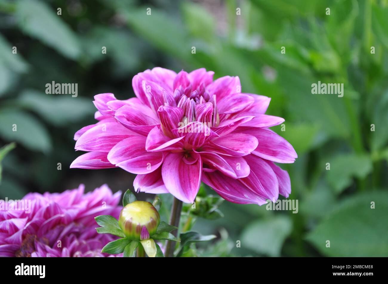 Beautiful pink dahlia flower in the botanical garden close up. Bright pink blooming Dahlia Flower. Close-up of a pink Dahlia (Asteraceae) Stock Photo