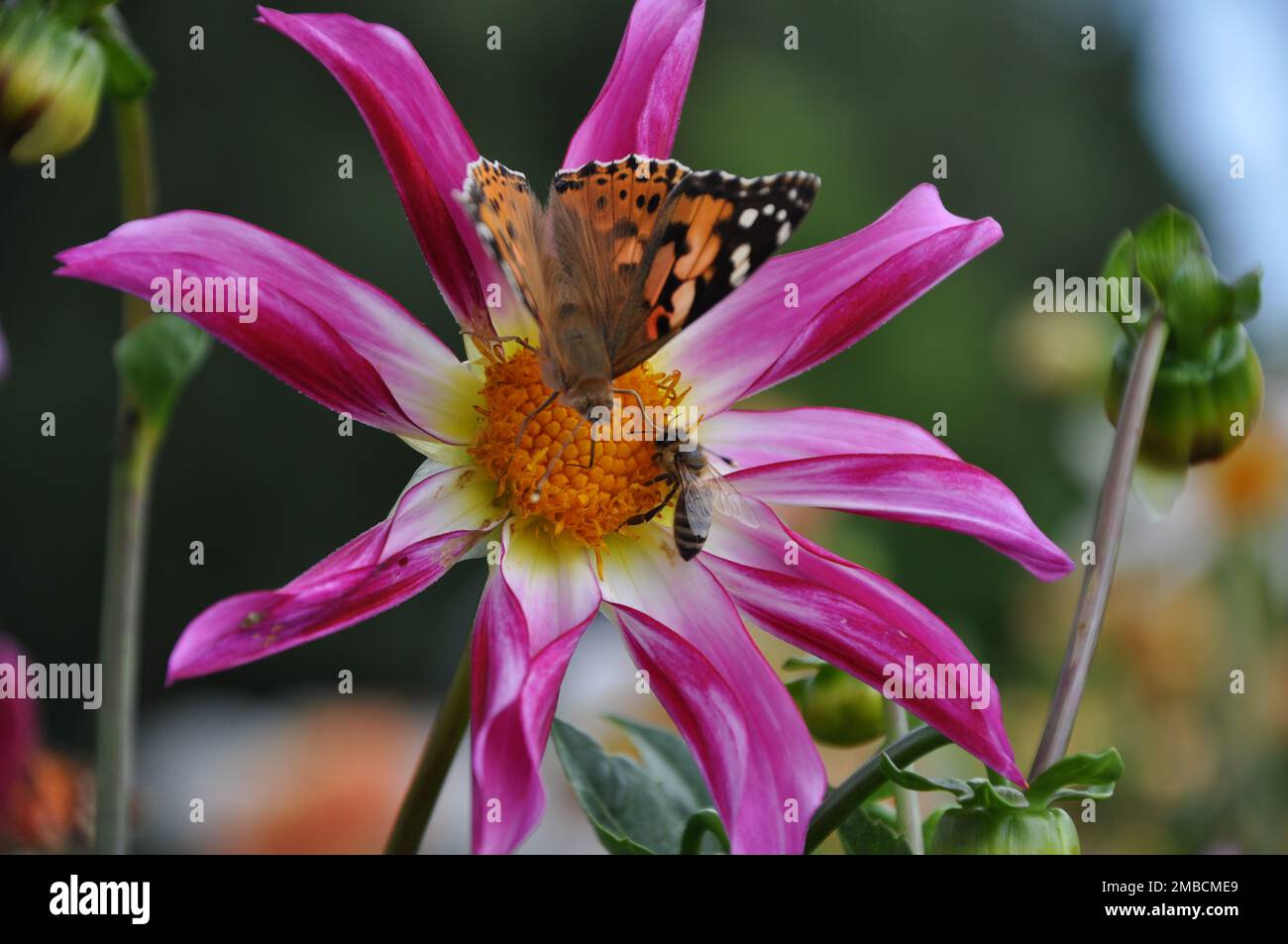 Anemone hupehensis, called «Prinz Heinrich». Flowers of the Japanese anemone, Anemone hupehensis.Vanessa cardui butterfly and wasp on flower. Stock Photo