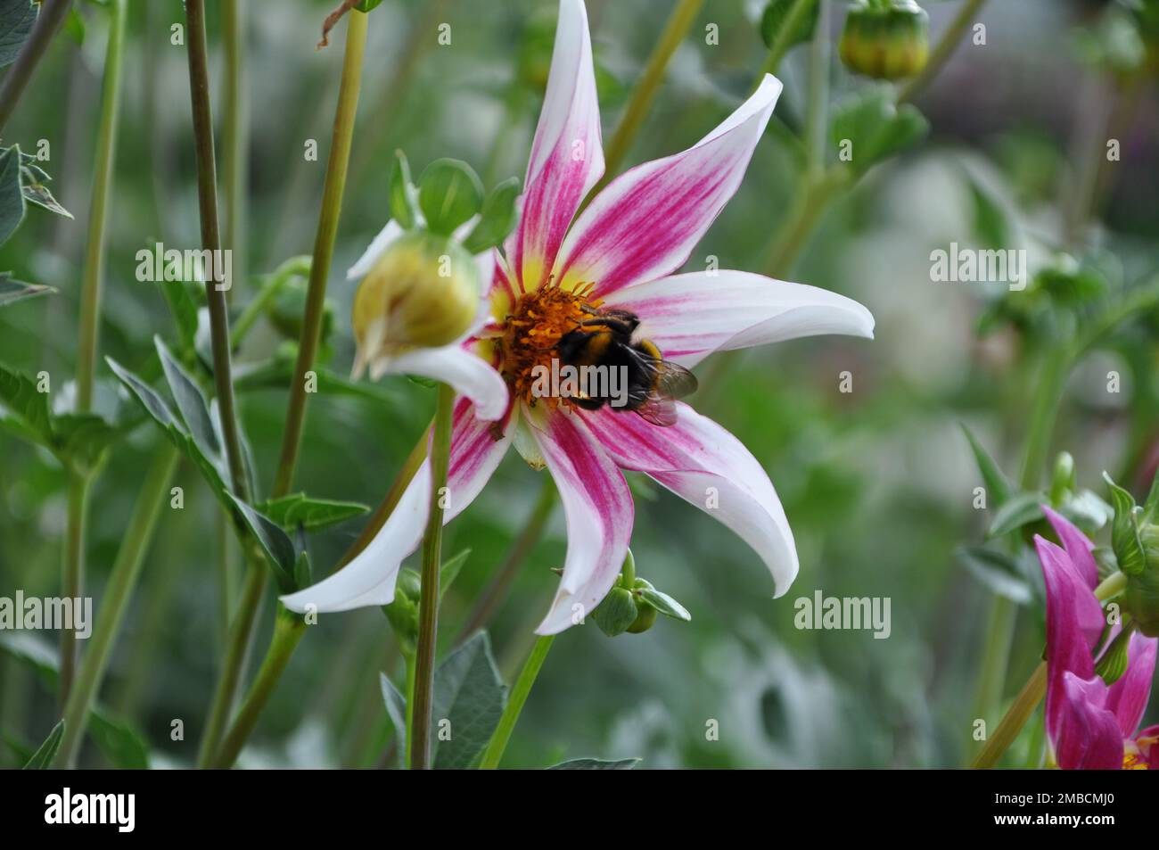 Anemone hupehensis, called «Prinz Heinrich». Flowers of the Japanese anemone, Anemone hupehensis.Bumblebee on pink floral. Stock Photo