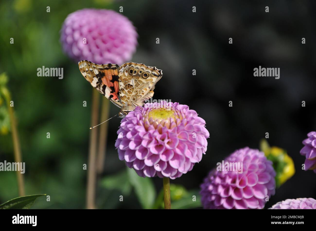 Closeup macro of pink dahlia flower with beautiful petals.Vanessa cardui butterfly on purple blooming dahlia. Stock Photo