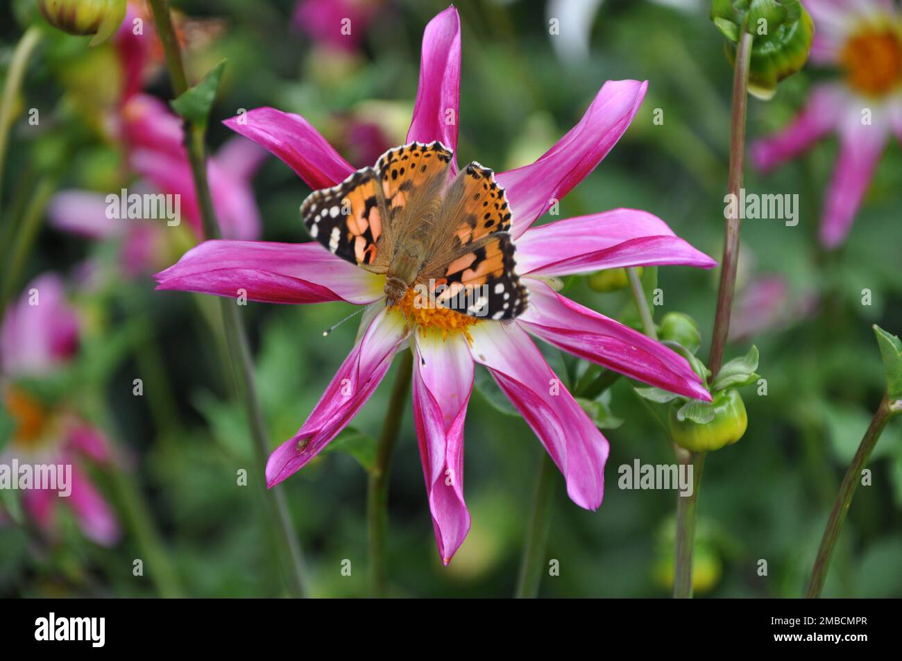 Anemone hupehensis, called «Prinz Heinrich». Flowers of the Japanese anemone, Anemone hupehensis.Vanessa cardui butterfly flower. Stock Photo