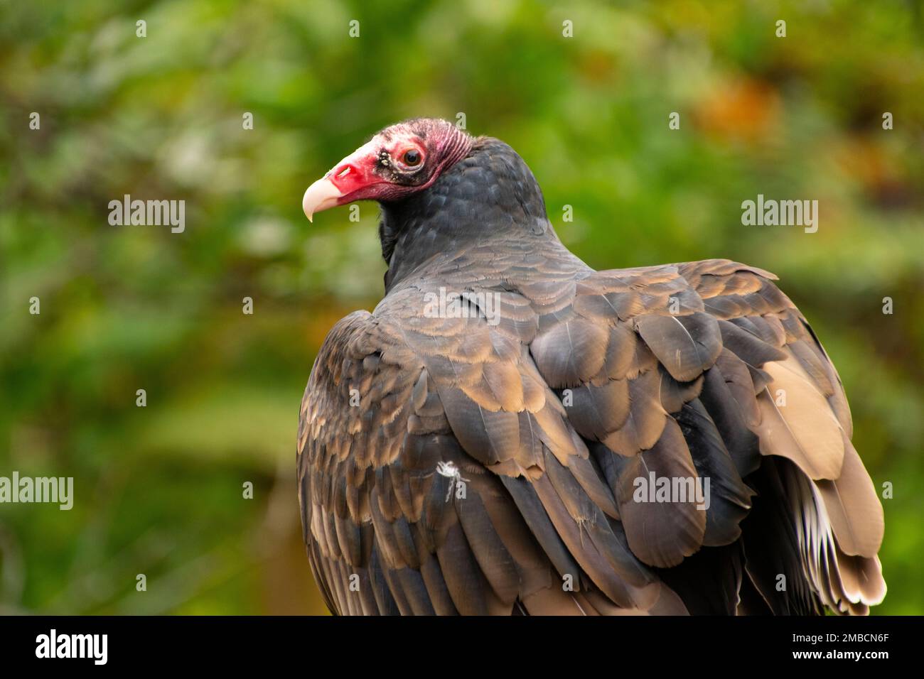 Close-up of a Turkey Vulture. Stock Photo