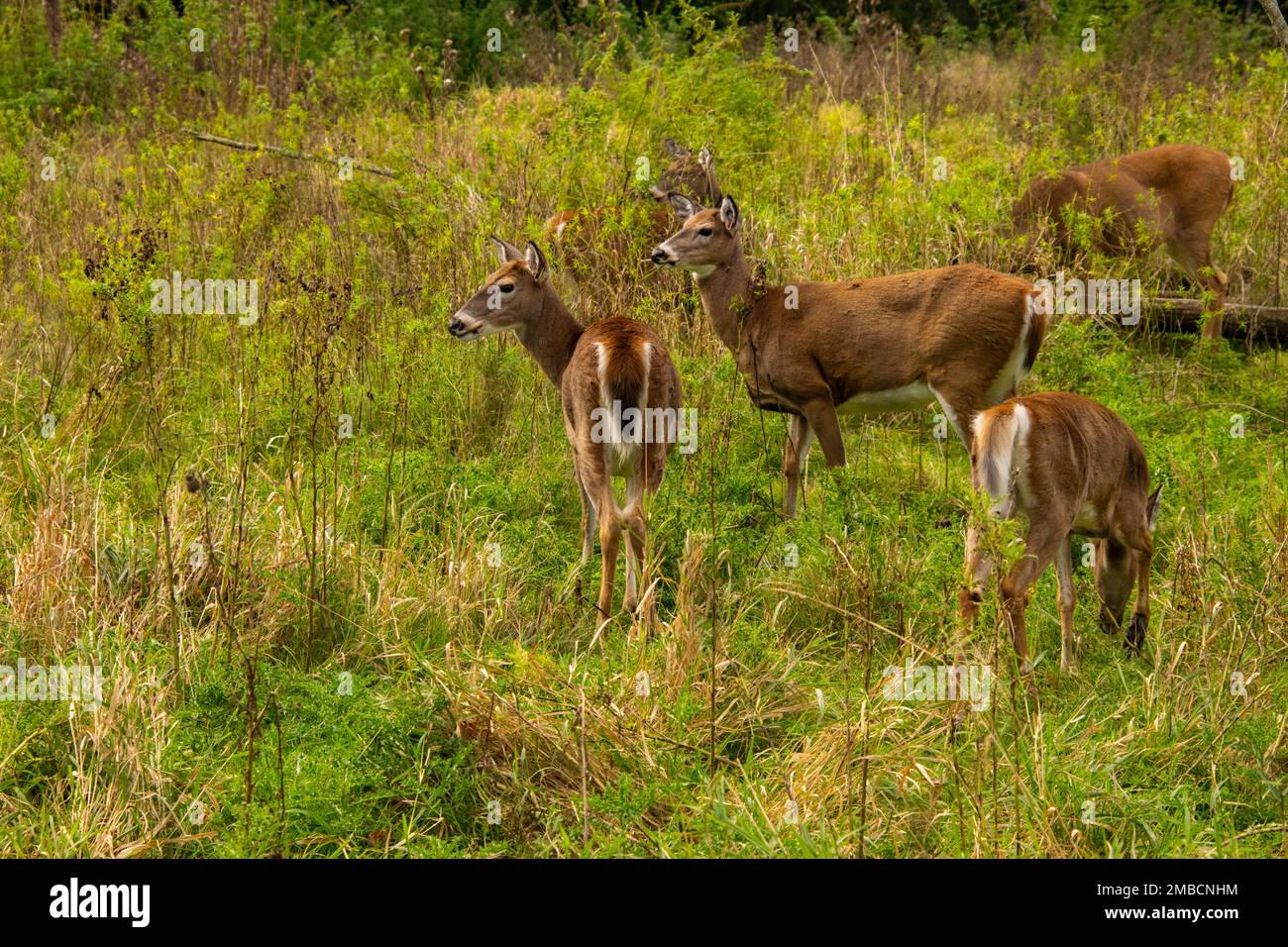 White-tailed Deer in a field. Stock Photo