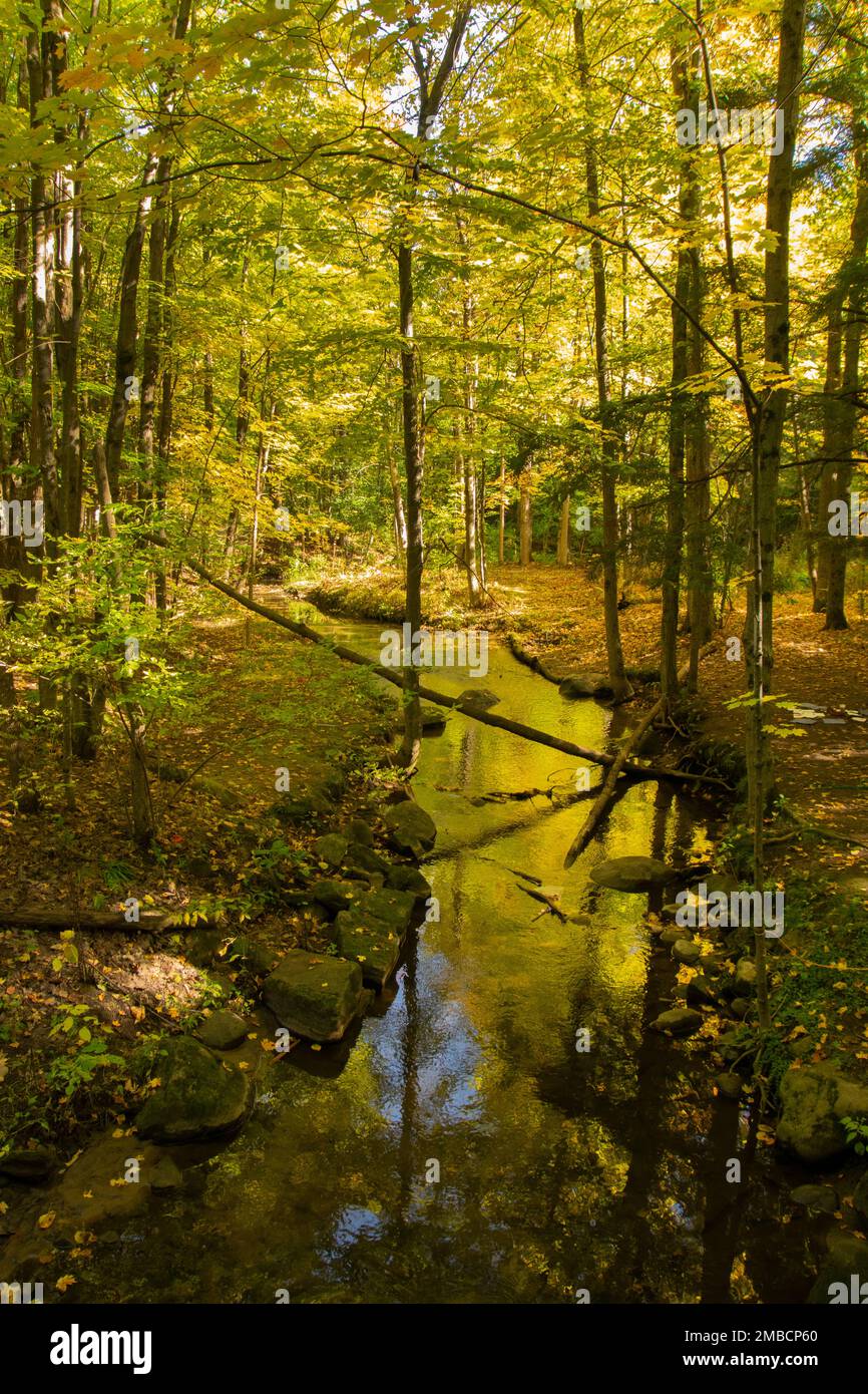 A meandering stream in autumn. Stock Photo