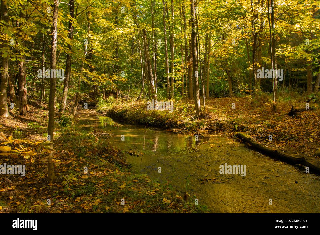 A meandering stream in autumn. Stock Photo