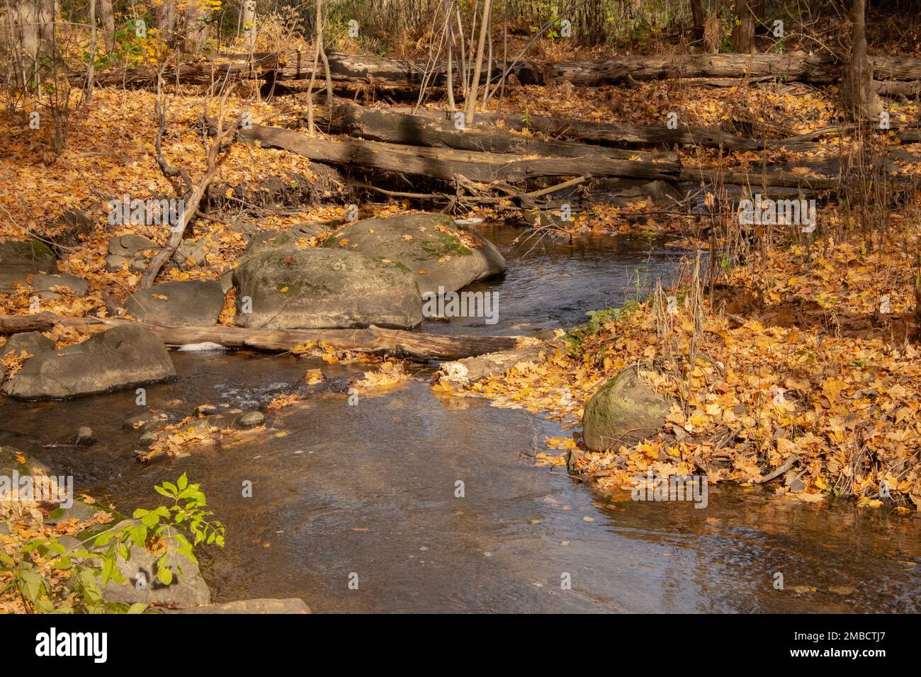 A stream cutting through woods in autumn. Stock Photo