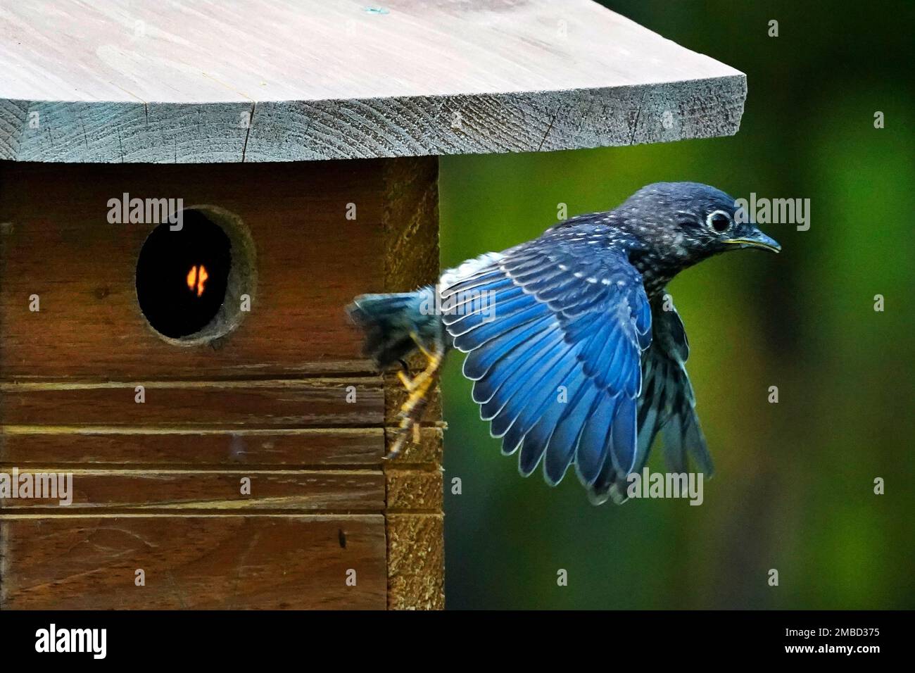 A fledgling eastern bluebird makes its first flight, leaving a nesting