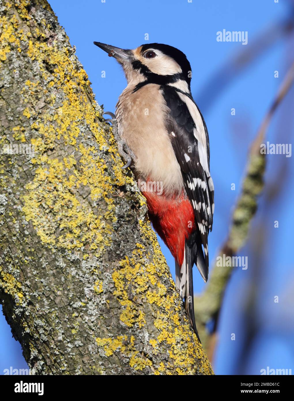 Female great spotted woodpecker hi-res stock photography and images - Alamy