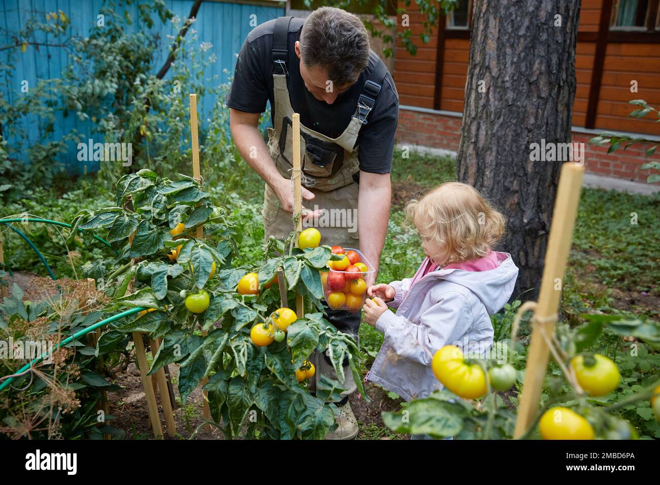 Dad and daughter are picking tomatoes. portrait of farmers family , dad ...