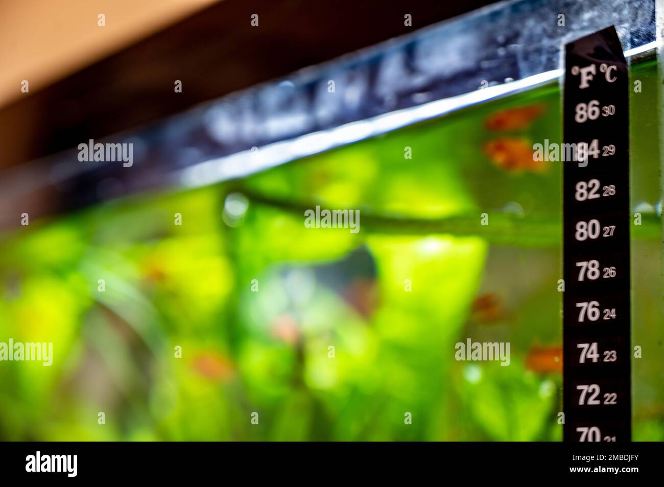 Aquarium thermometer temperature in tropical fish aquarium Stock Photo -  Alamy