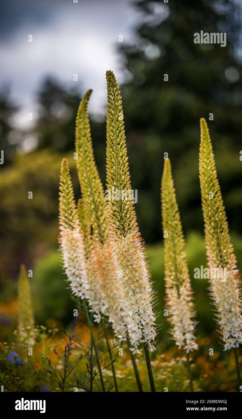 A vertical closeup shot of the Foxtail lilies in the garden surrounded by flowers and trees in the daytime Stock Photo