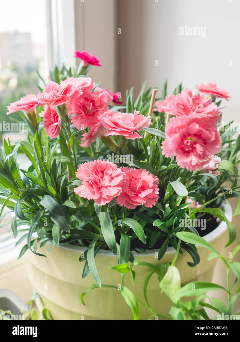 Pink flowers of Dianthus chinensis, commonly known as rainbow pink or China pink. Blooming house plant on window sill. Stock Photo