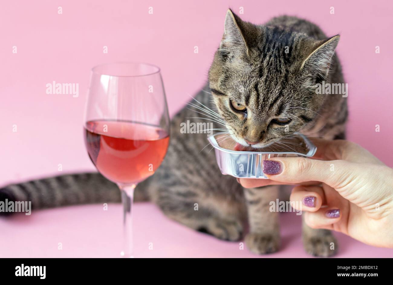 tabby cat eating wet pink background wine glass Stock Photo Alamy