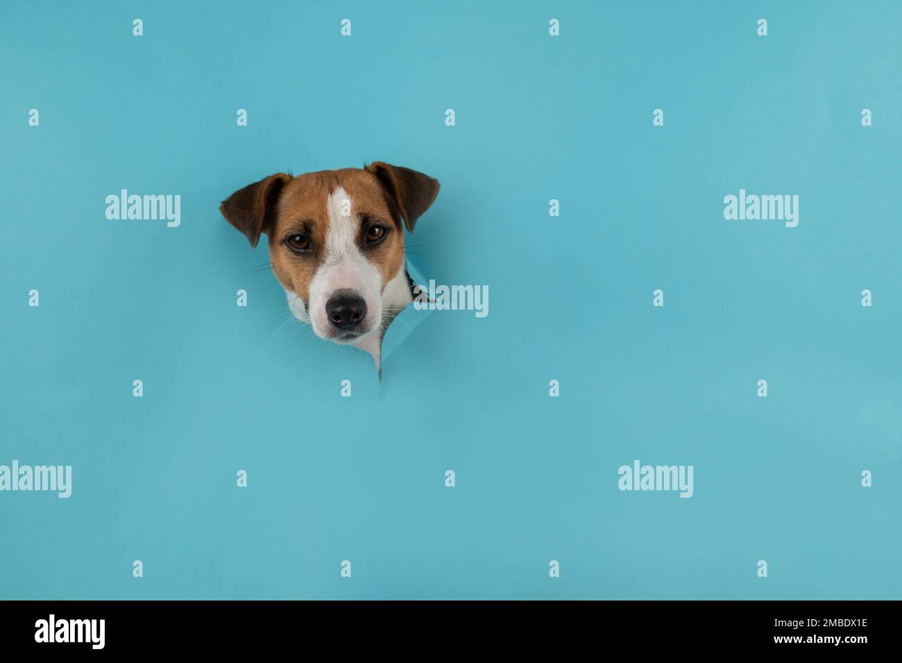 Funny dog muzzle jack russell terrier sticks out of a hole in a blue