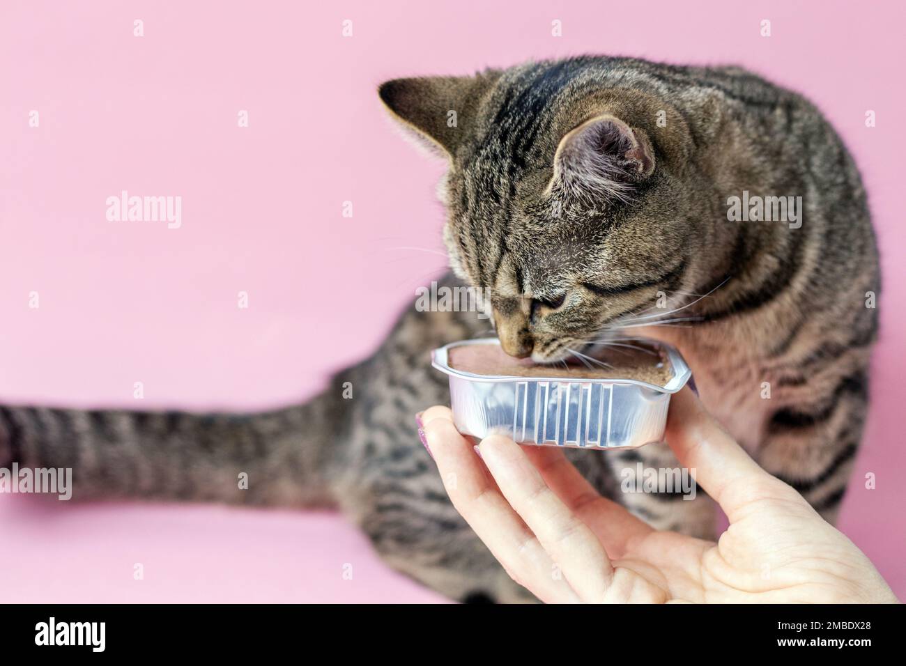 tabby cat eating wet pink background wine glass Stock Photo Alamy