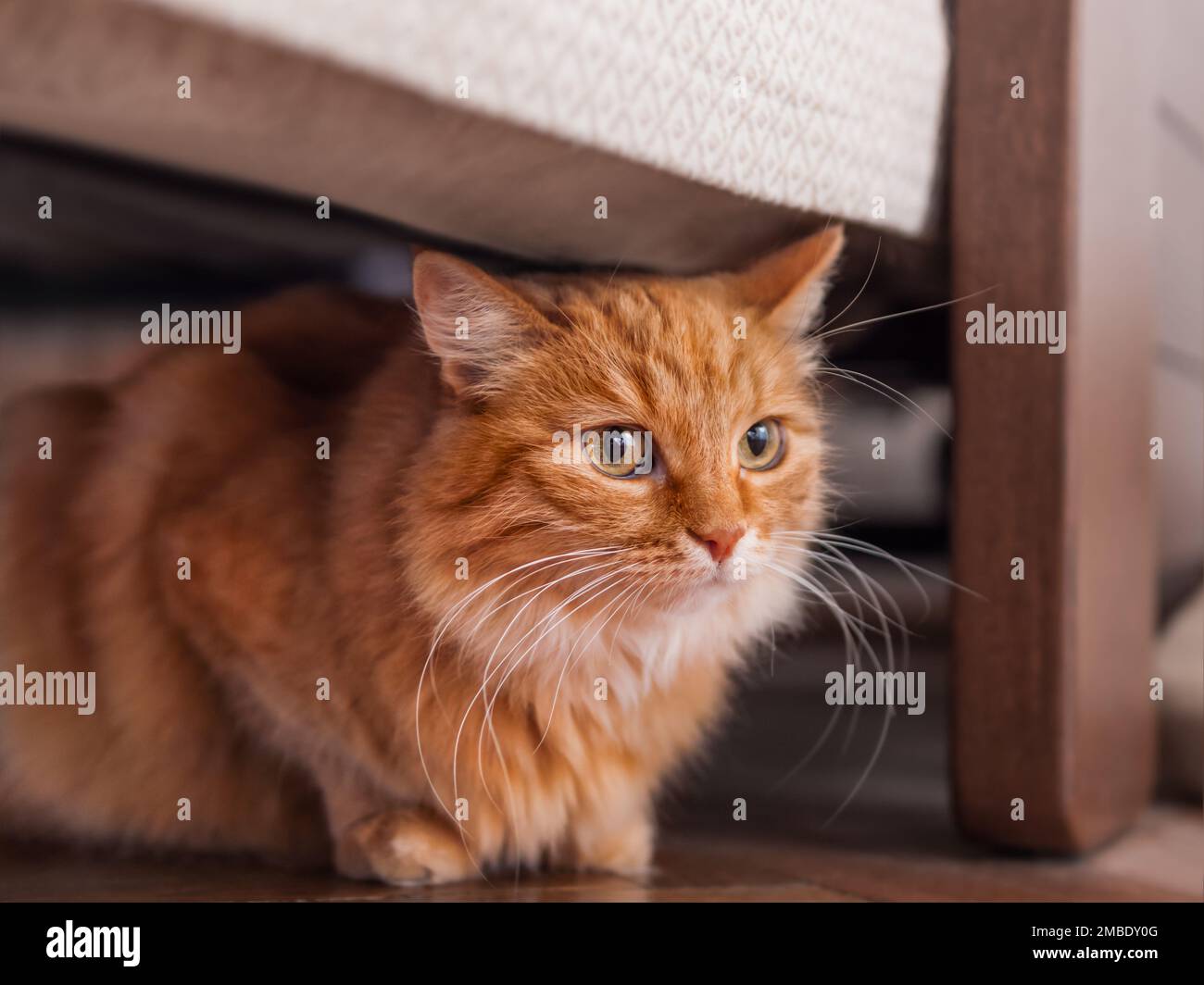 Ginger tabby cat hides under bed. Pet with serious emotion on face