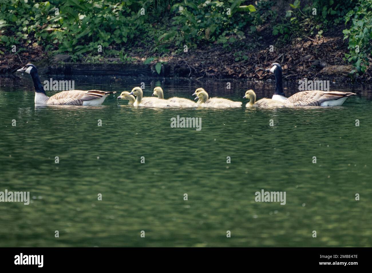 Canada Geese (Branta canadensis) parents paddling with their goslings Stock Photo