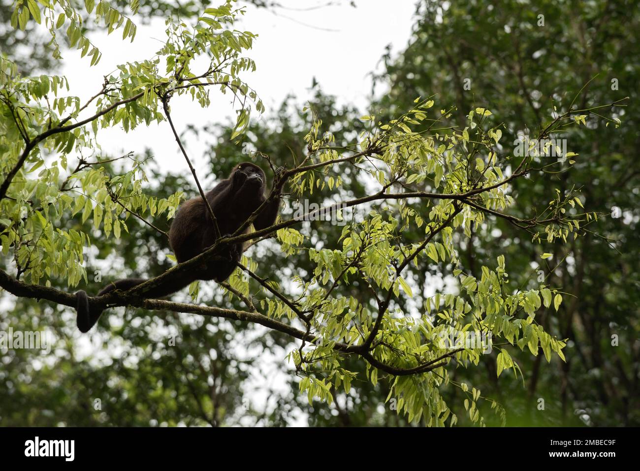 Howler monkey in the Costa Rican rainforest perched on a branch, eating ...