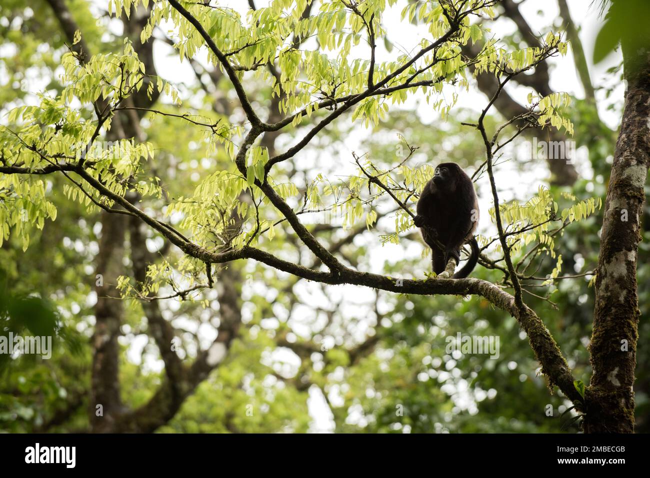 Howler monkey in the Costa Rican rainforest perched on a branch, eating ...