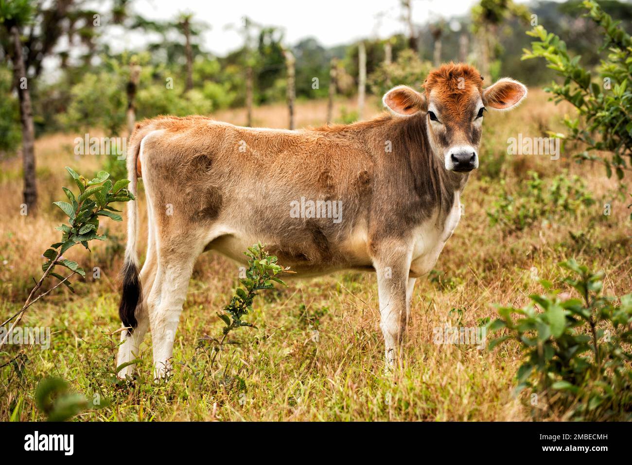 Very colorful little calf in a Costa Rican field. Petit veau très