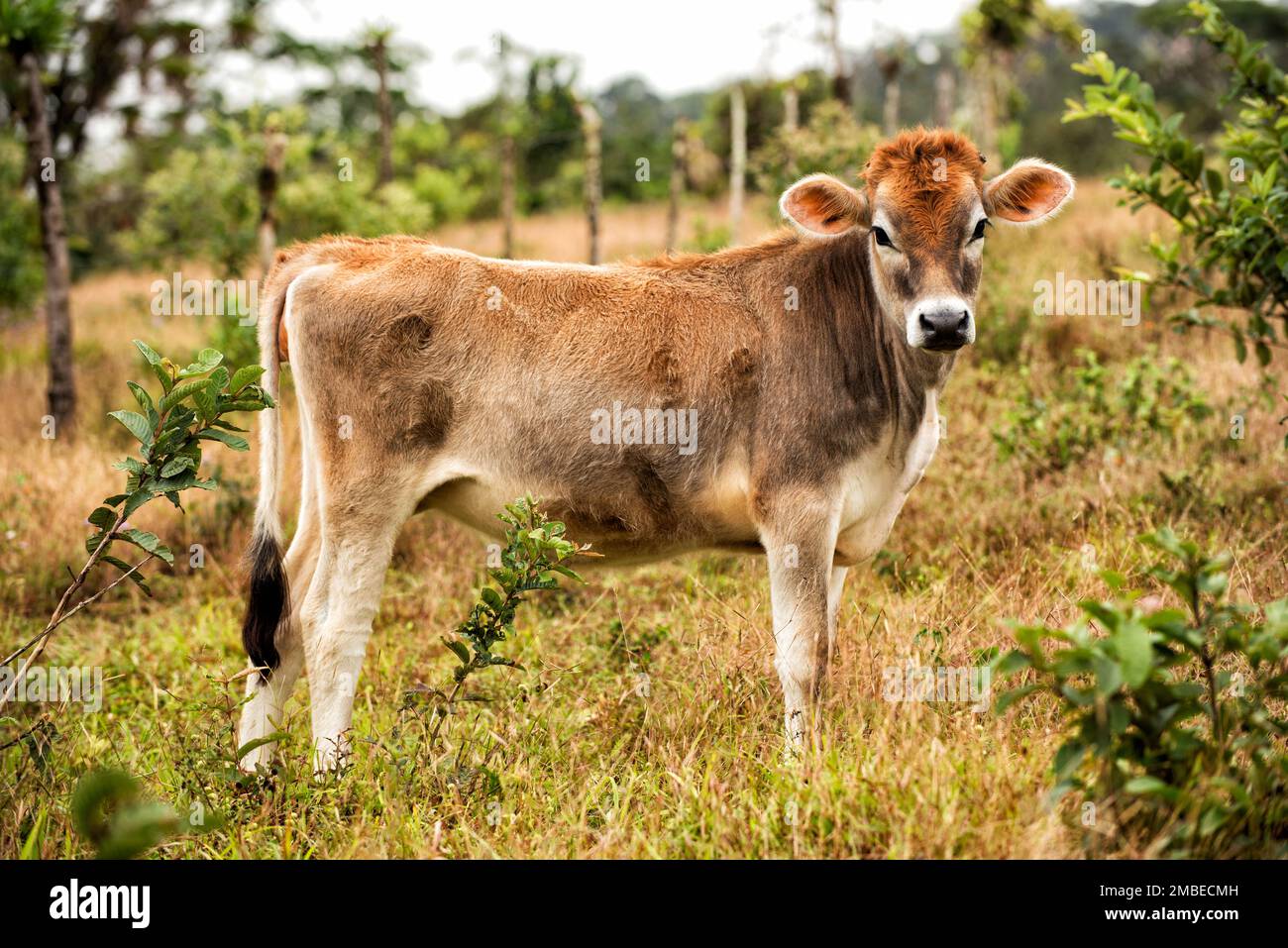 Very colorful little calf in a Costa Rican field. Petit veau très coloré dans un champ du Costa Rica Stock Photo