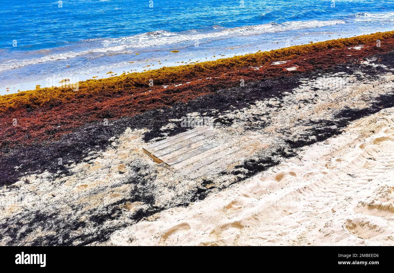 The beautiful Caribbean beach totally filthy and dirty the nasty ...