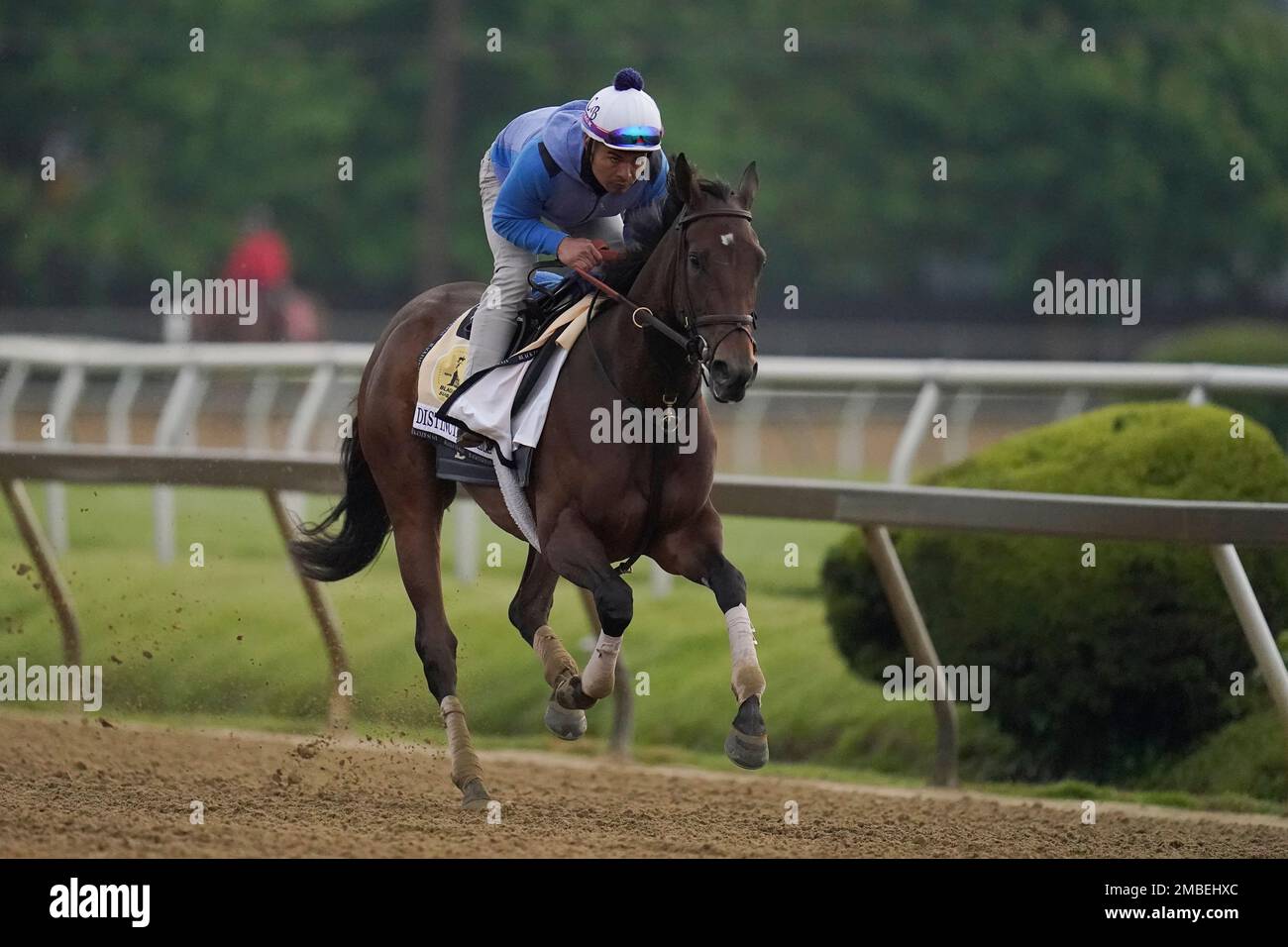 BlackEyed Susan entrant Distinctlypossible gallops during a morning
