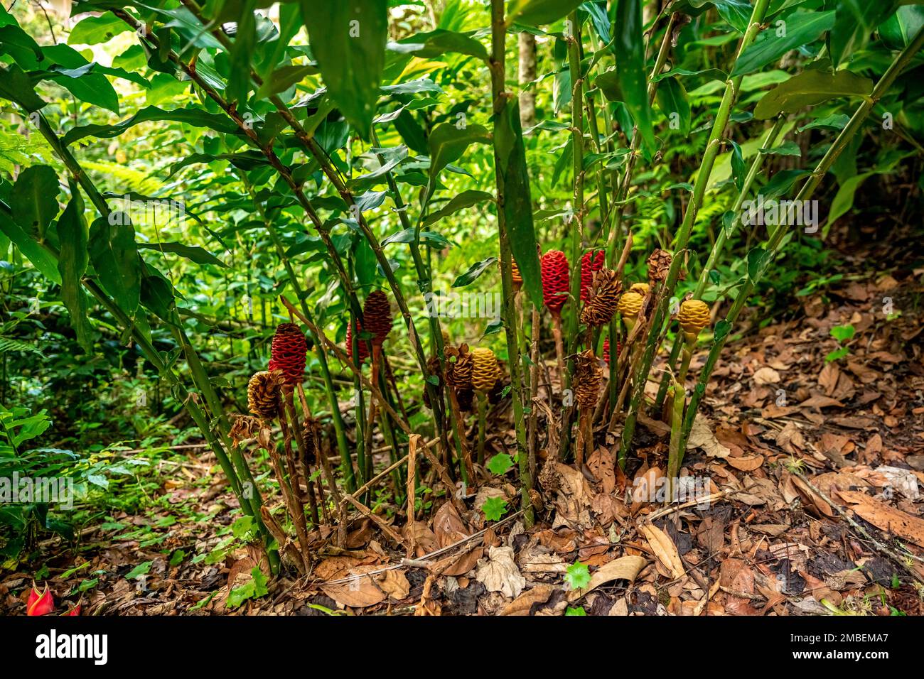 zingiber flower in tropical forest Stock Photo