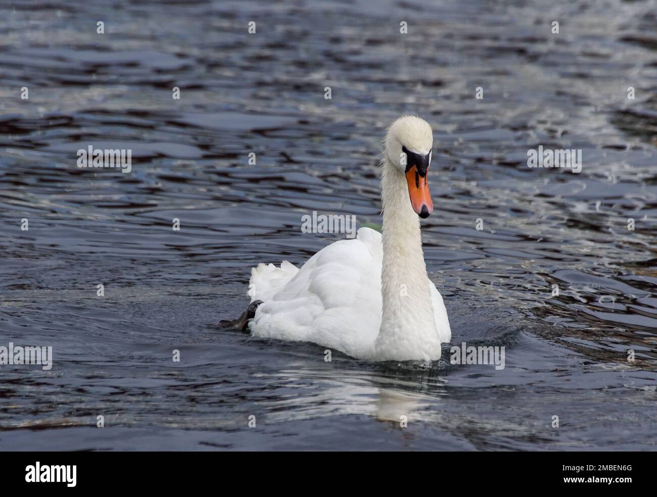 Close up of swan swimming on lake Stock Photo - Alamy