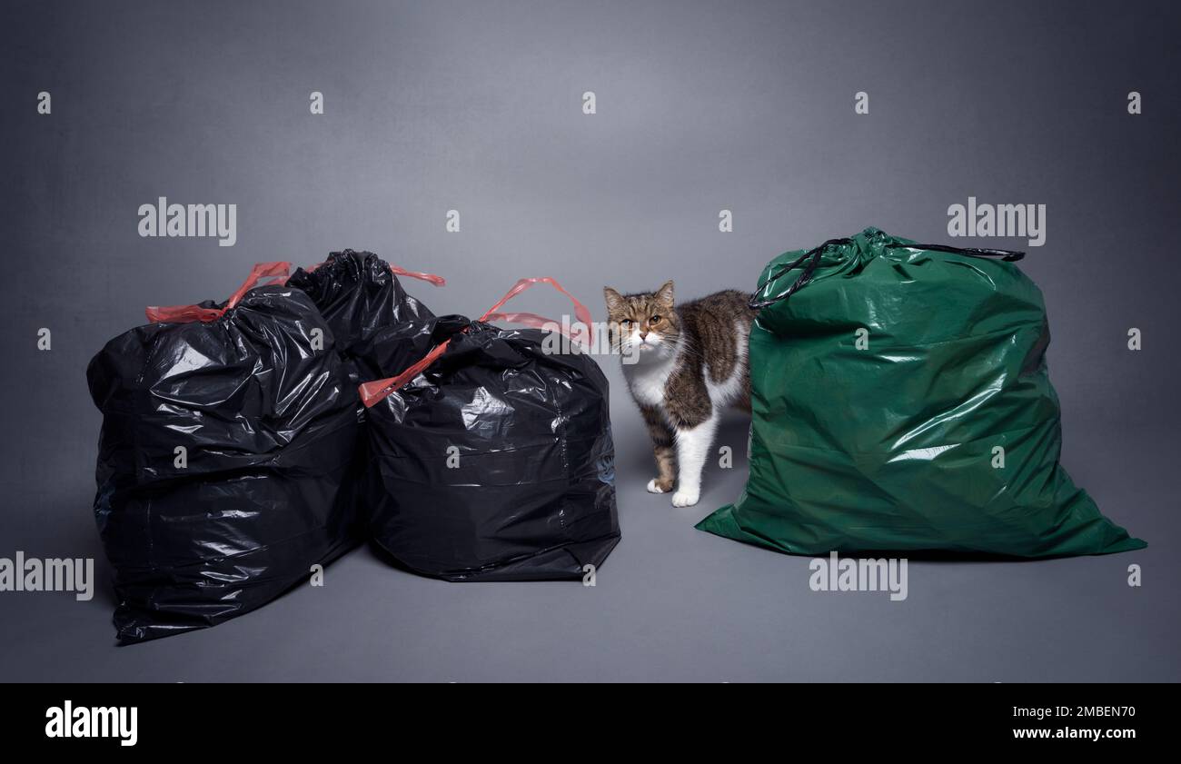 cat between trash bags with residual waste and organic waste. concept