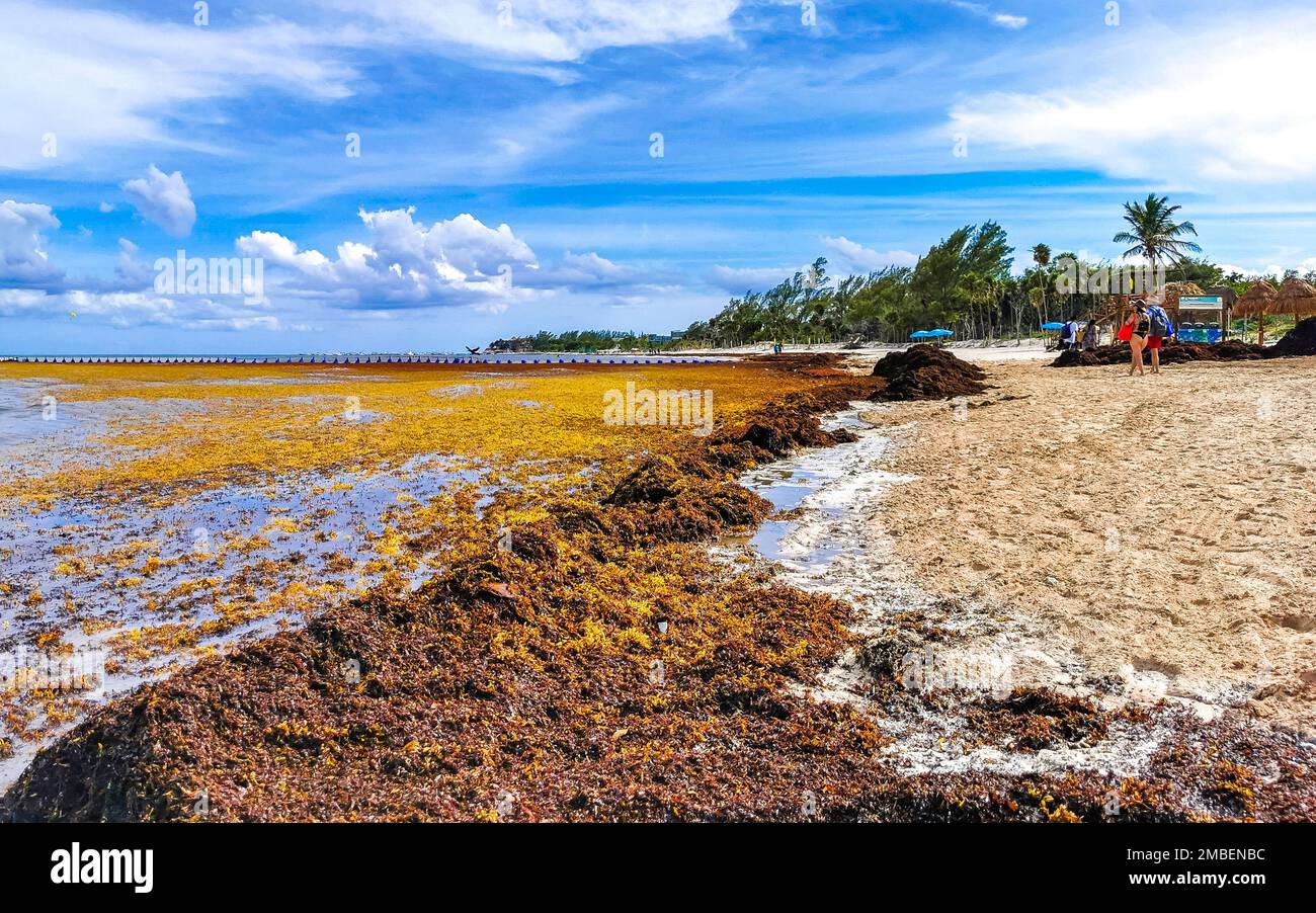 The beautiful Caribbean beach totally filthy and dirty the nasty ...