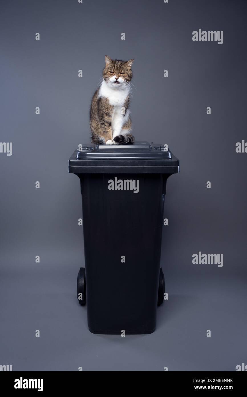 cat sitting on top of garbage containter with residual waste making