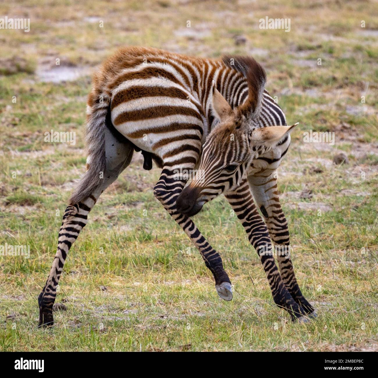 zebra foal biting leg, Amboseli National Park, Kenya Stock Photo