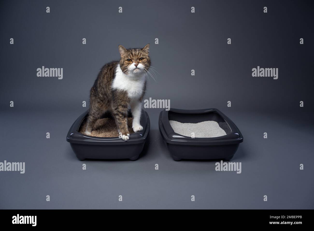 two cat litter boxes with clay and organic cat litter. concept image